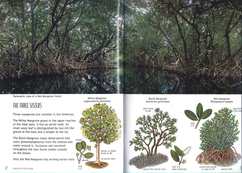 Mangroves - Trees in the sea - aus dem Buch